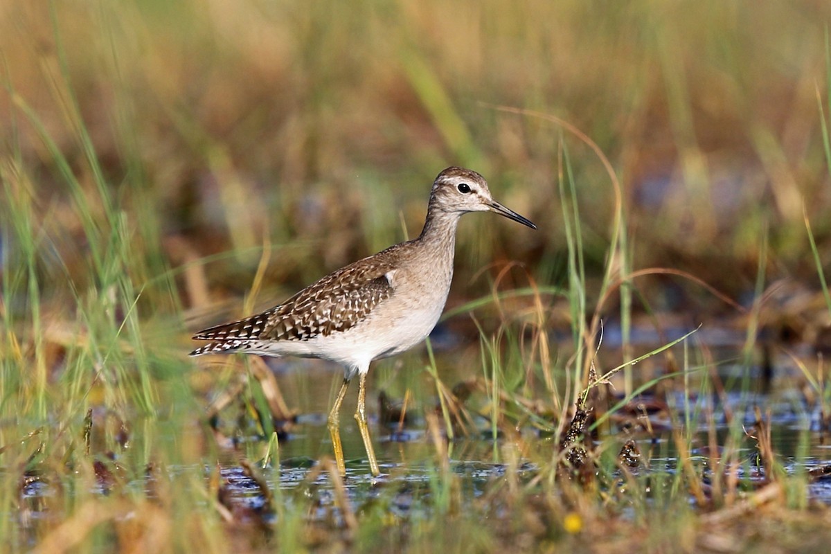 Wood Sandpiper - ML47419281