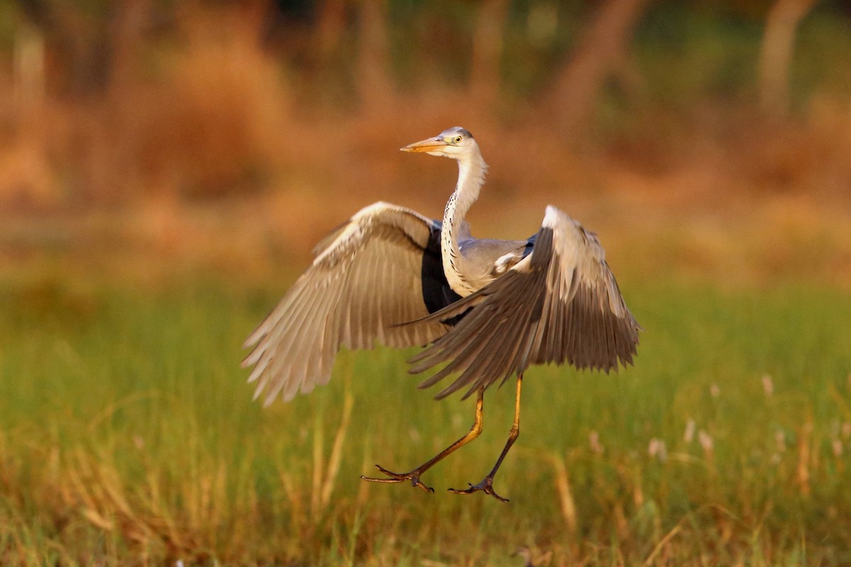 Gray Heron (Gray) - ML47419351