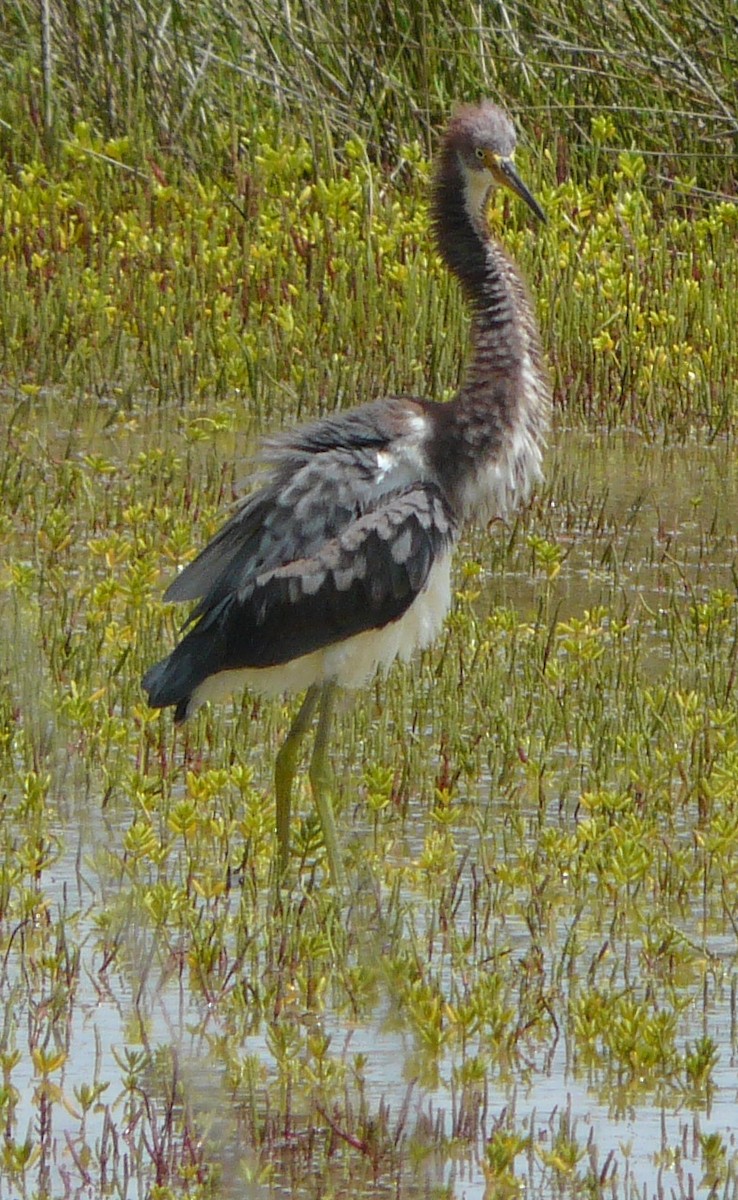 Tricolored Heron - ML474194831