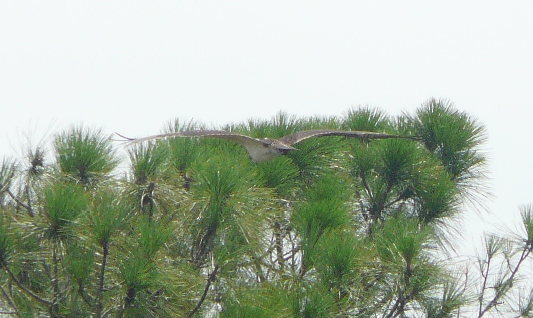 Osprey (carolinensis) - ML474194961