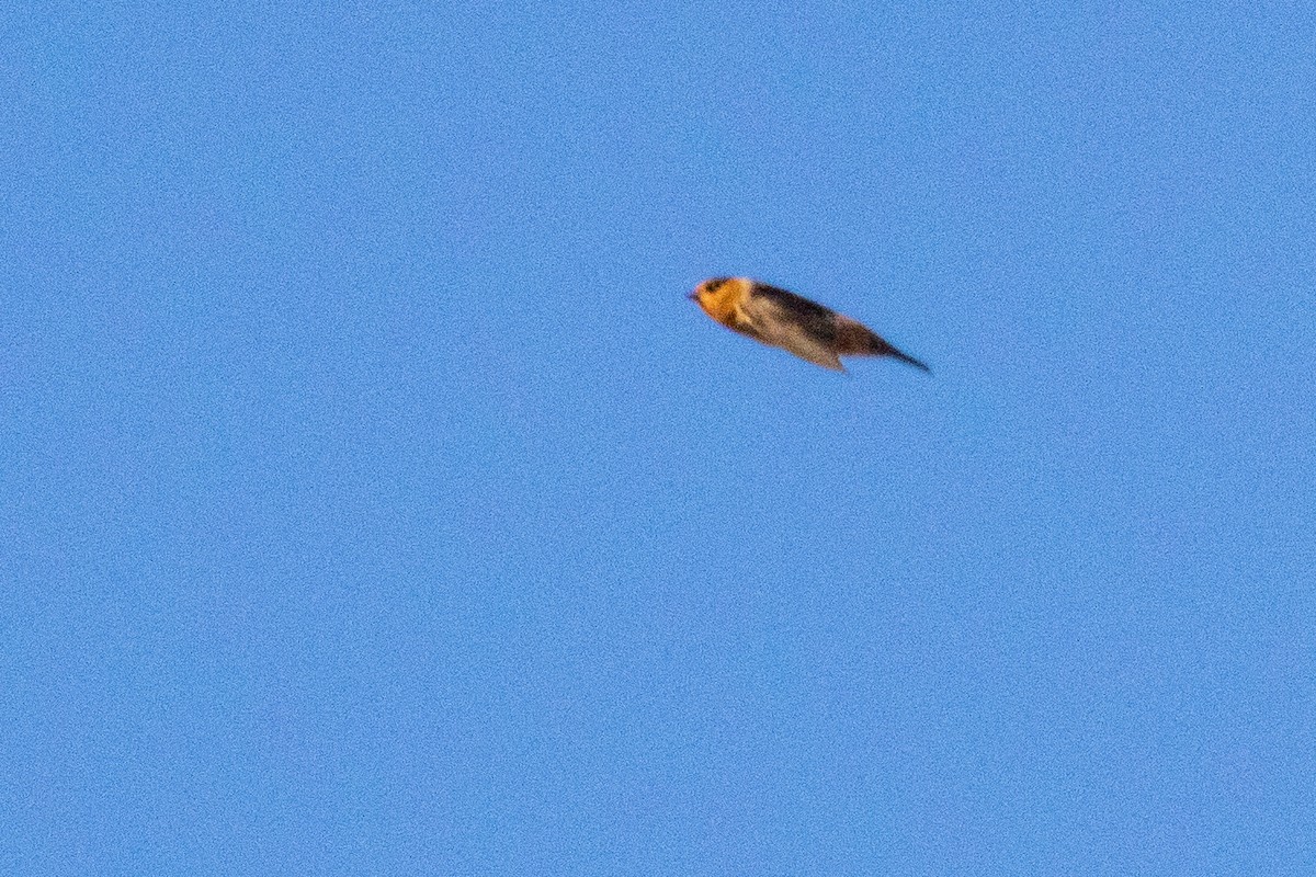 Cave Swallow - ML474195721