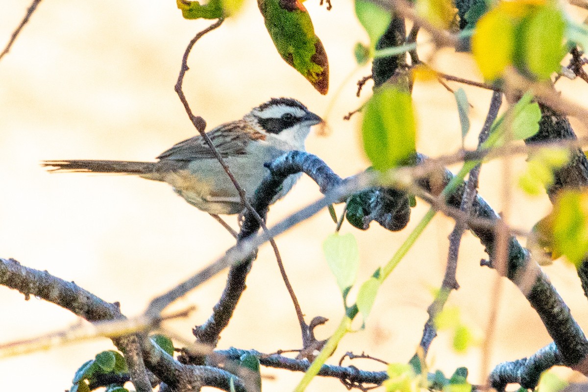 Stripe-headed Sparrow - ML474195791