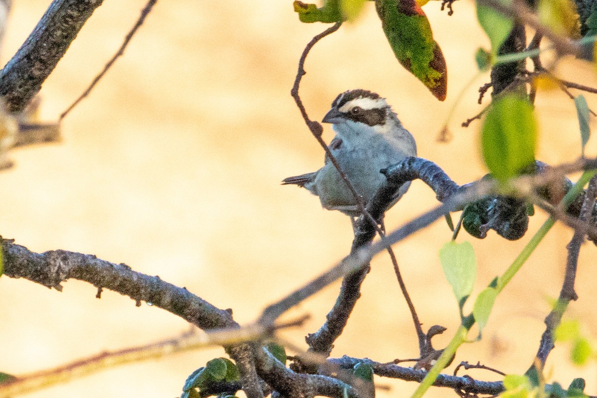 Stripe-headed Sparrow - ML474195881