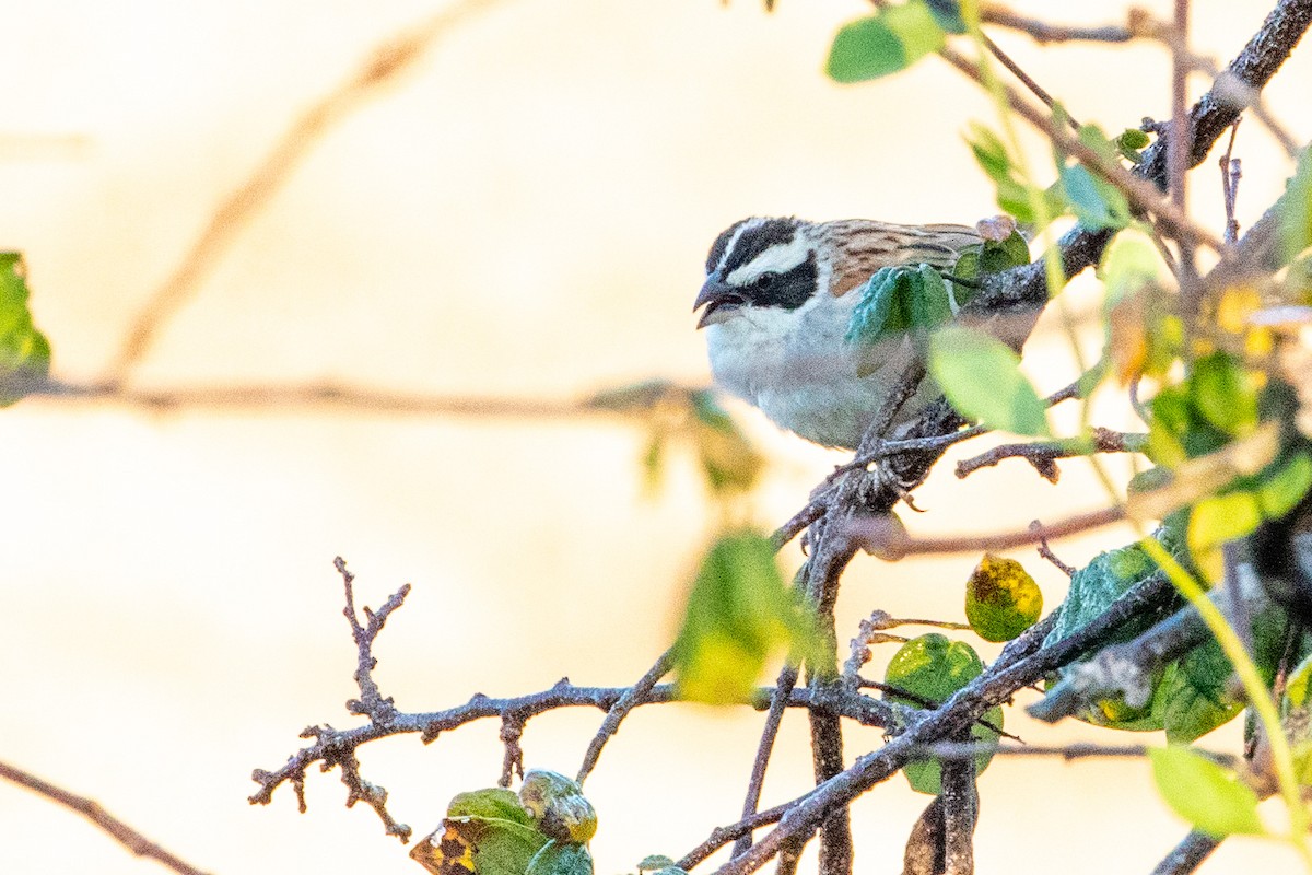 Stripe-headed Sparrow - ML474196041