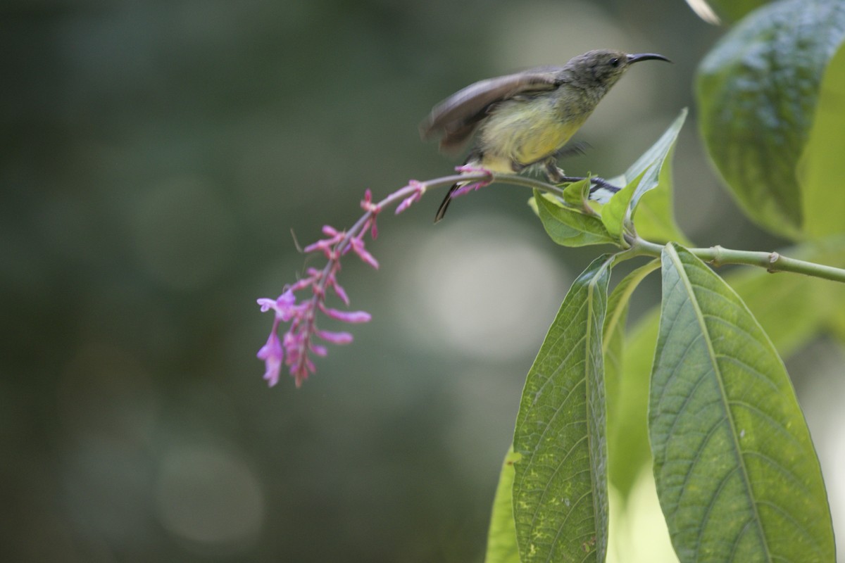 Olive Sunbird - ML474196051