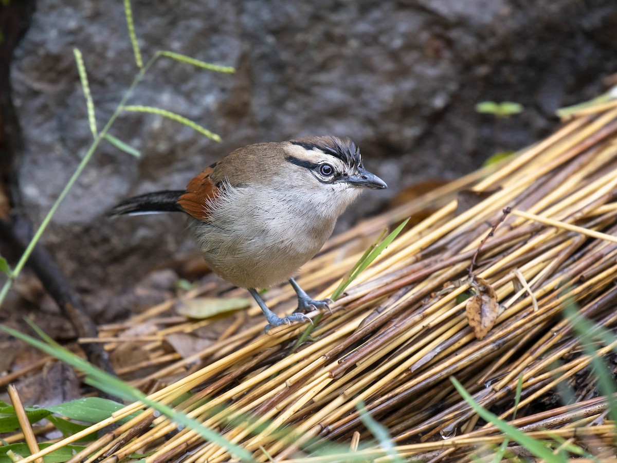 Brown-crowned Tchagra - ML474196531