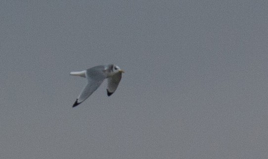 Black-legged Kittiwake - Brandon Holden