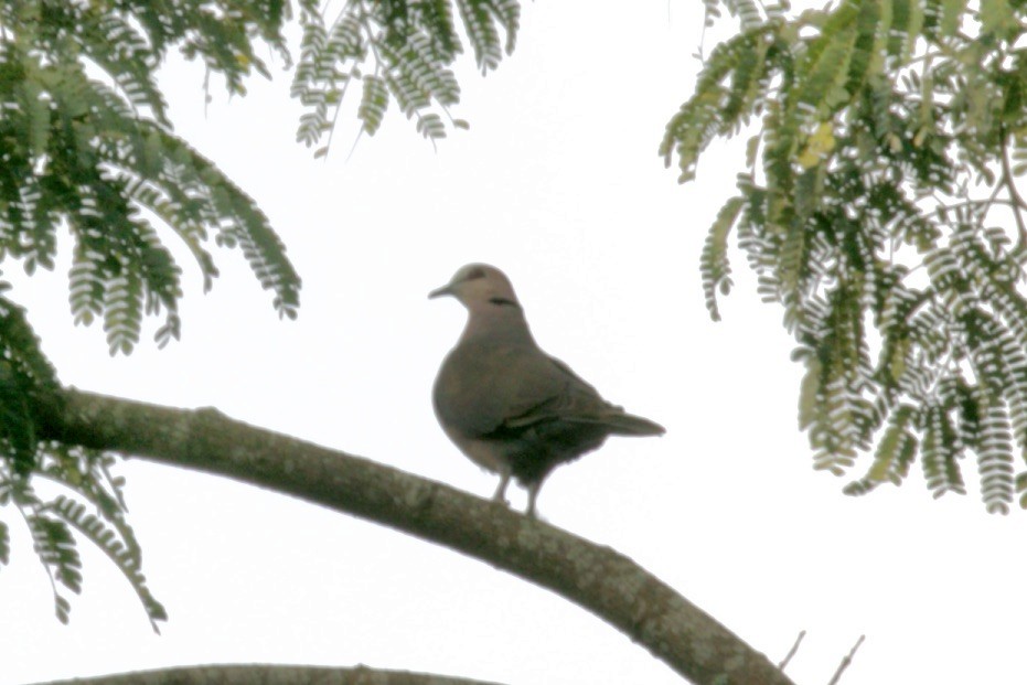 Red-eyed Dove - Tanya Guiler