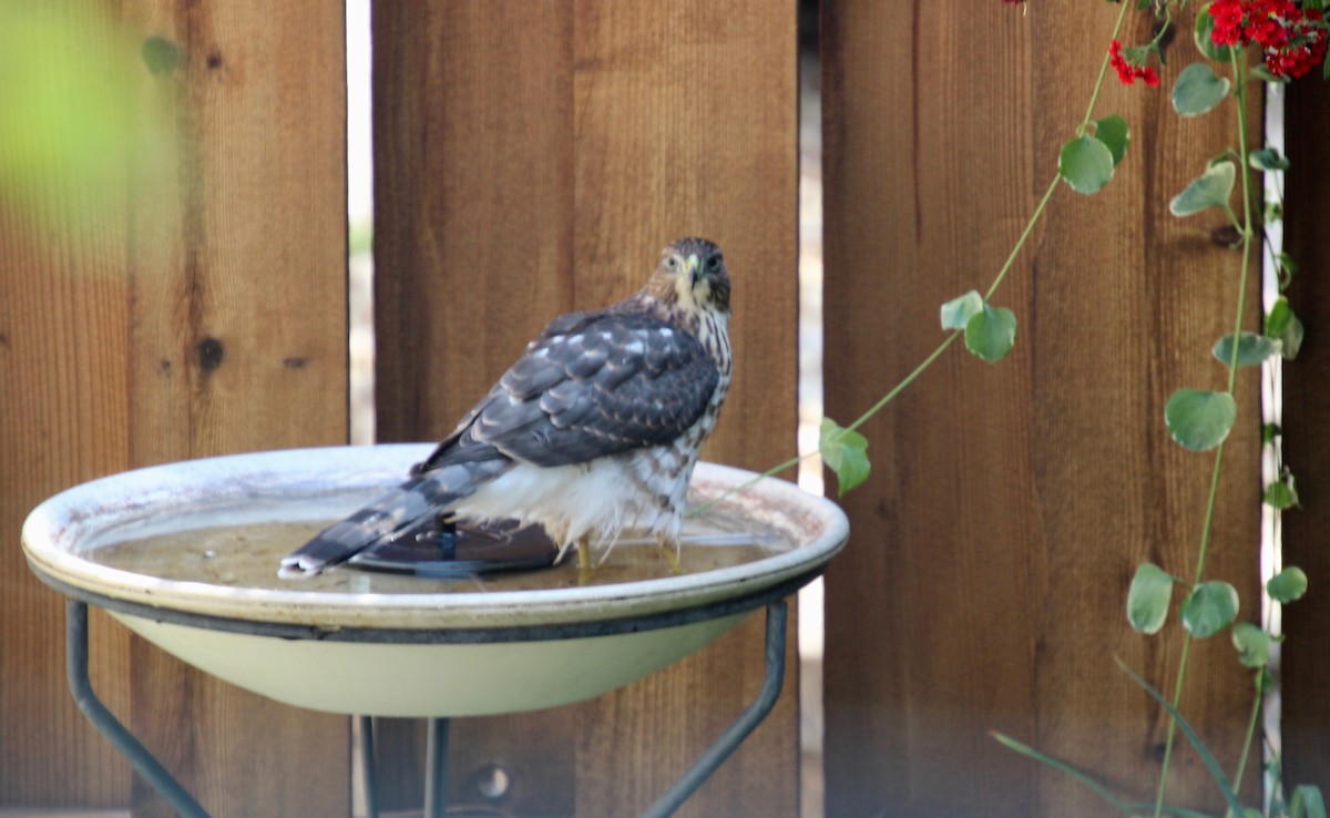 Cooper's Hawk - ML474198551