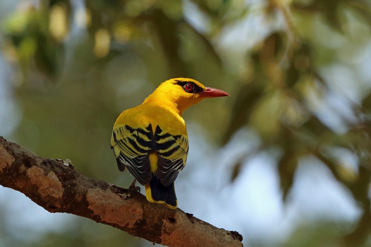 African Golden Oriole - ML47419951