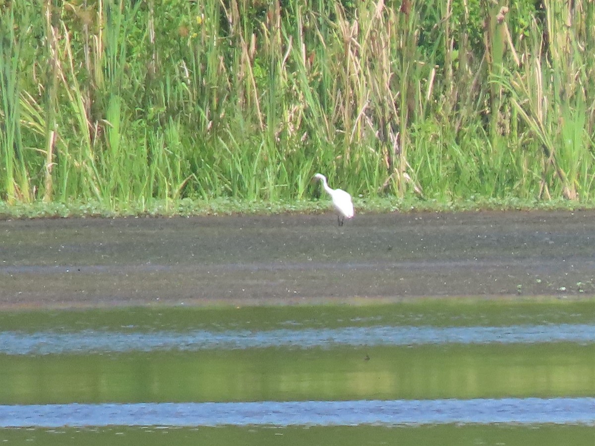 Great Egret - ML474199511