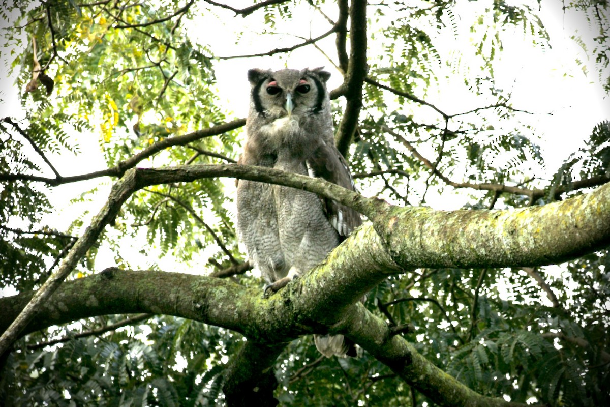 Verreaux's Eagle-Owl - ML474199751