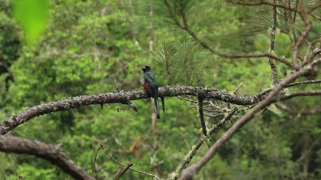 Trogon damoiseau - ML474200