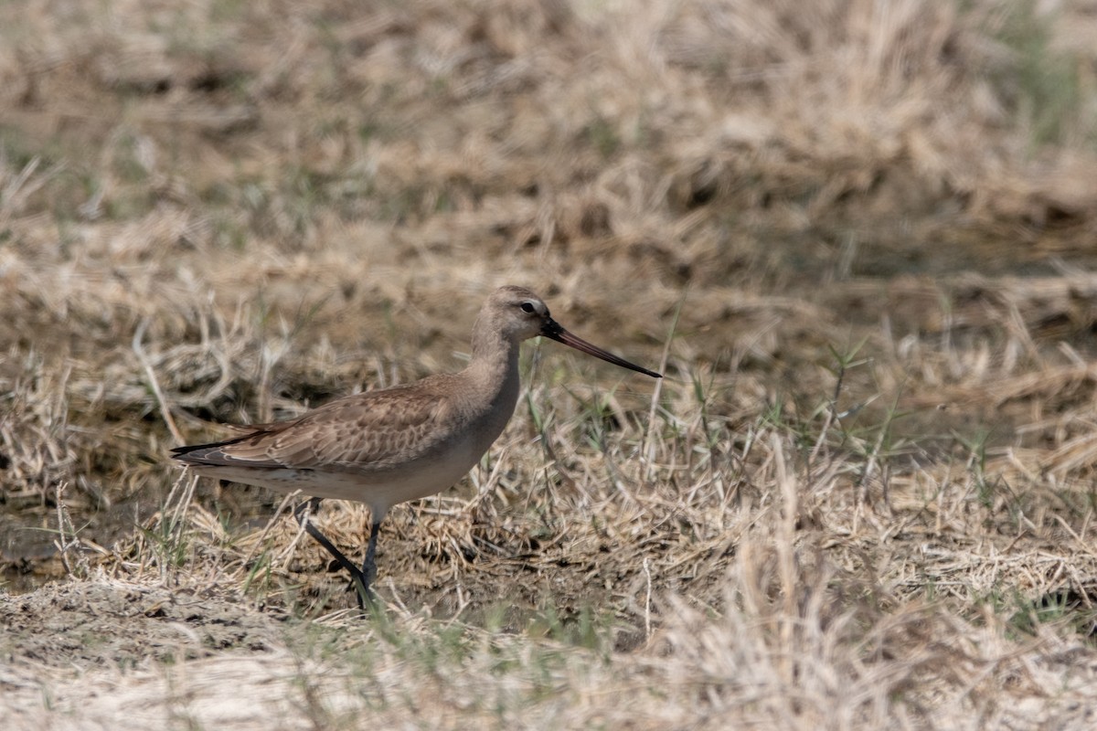 Hudsonian Godwit - ML474200541