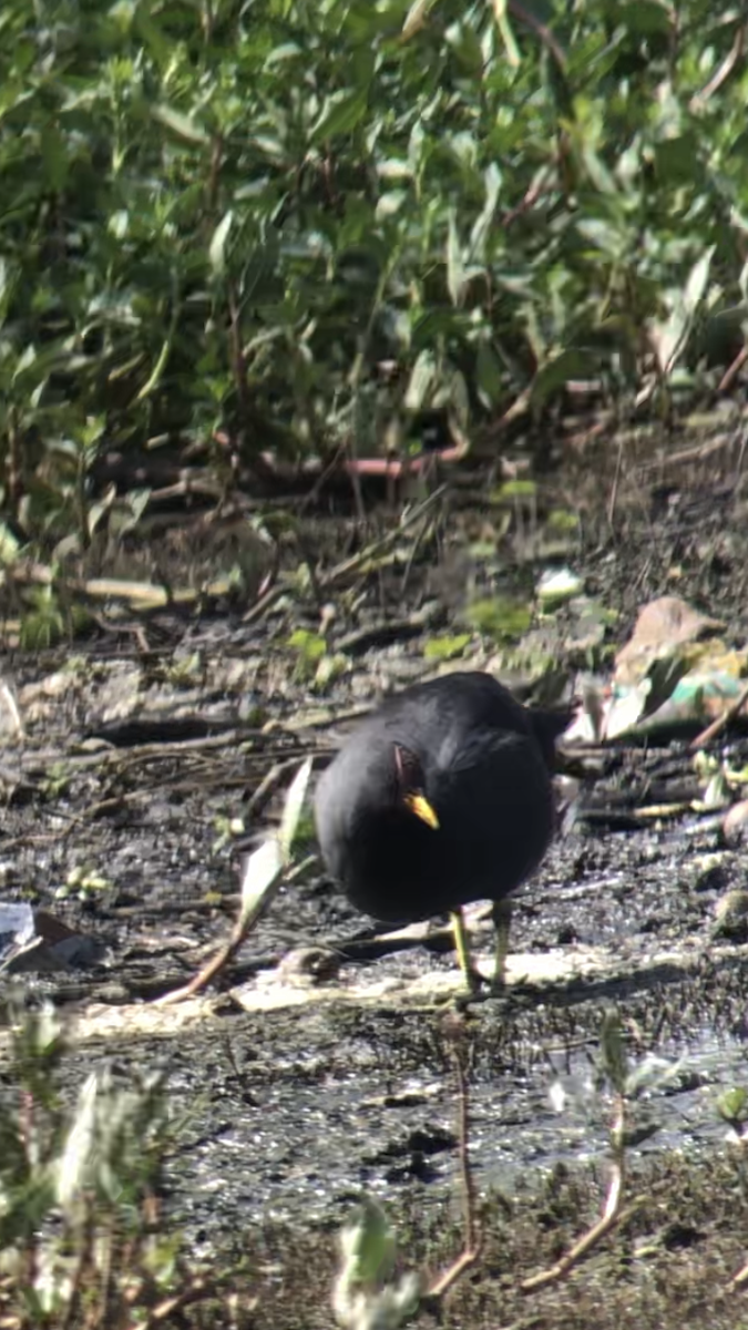 Red-fronted Coot - ML474200591