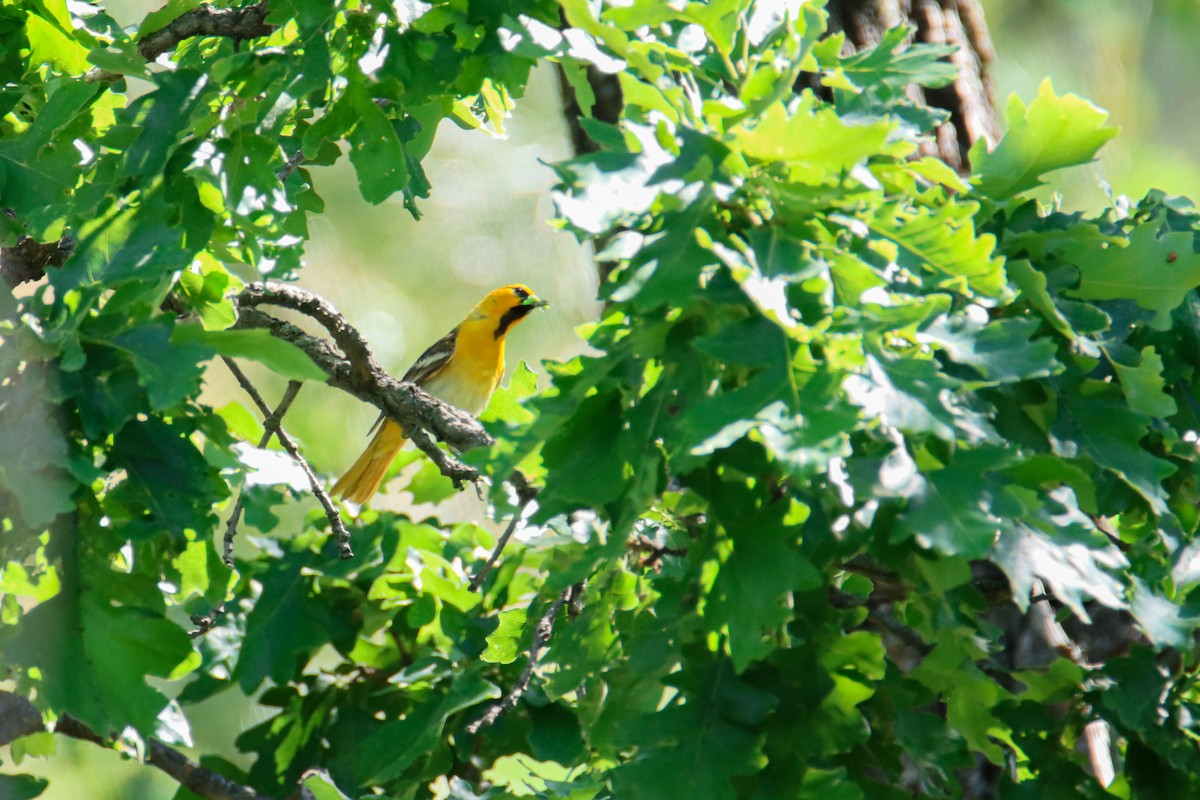 Bullock's Oriole - ML474200911