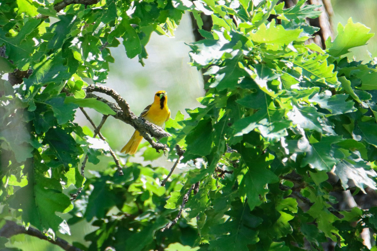 Bullock's Oriole - Sean  Salazar