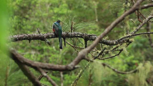 Trogon damoiseau - ML474201