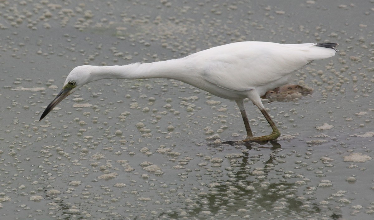 Little Blue Heron - ML474201761