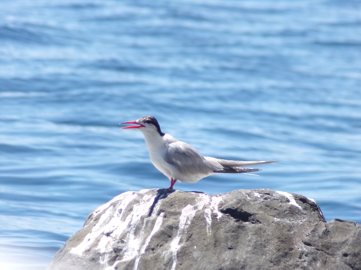 Common Tern - ML474201891