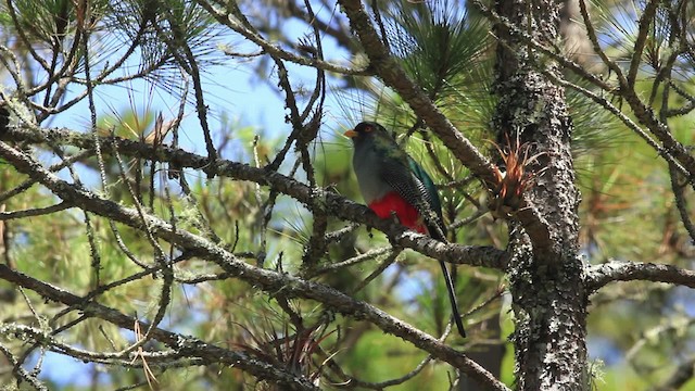 Hispaniolan Trogon - ML474202