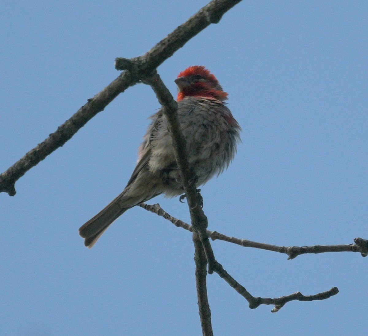 House Finch - ML474202451