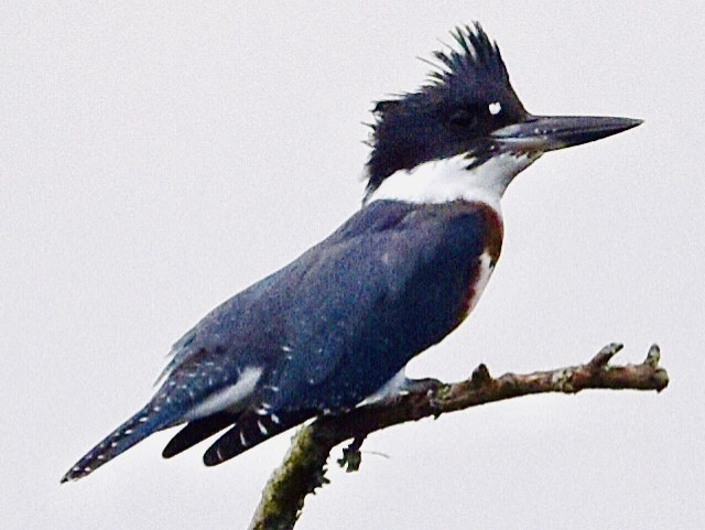 Belted Kingfisher - ML474202991