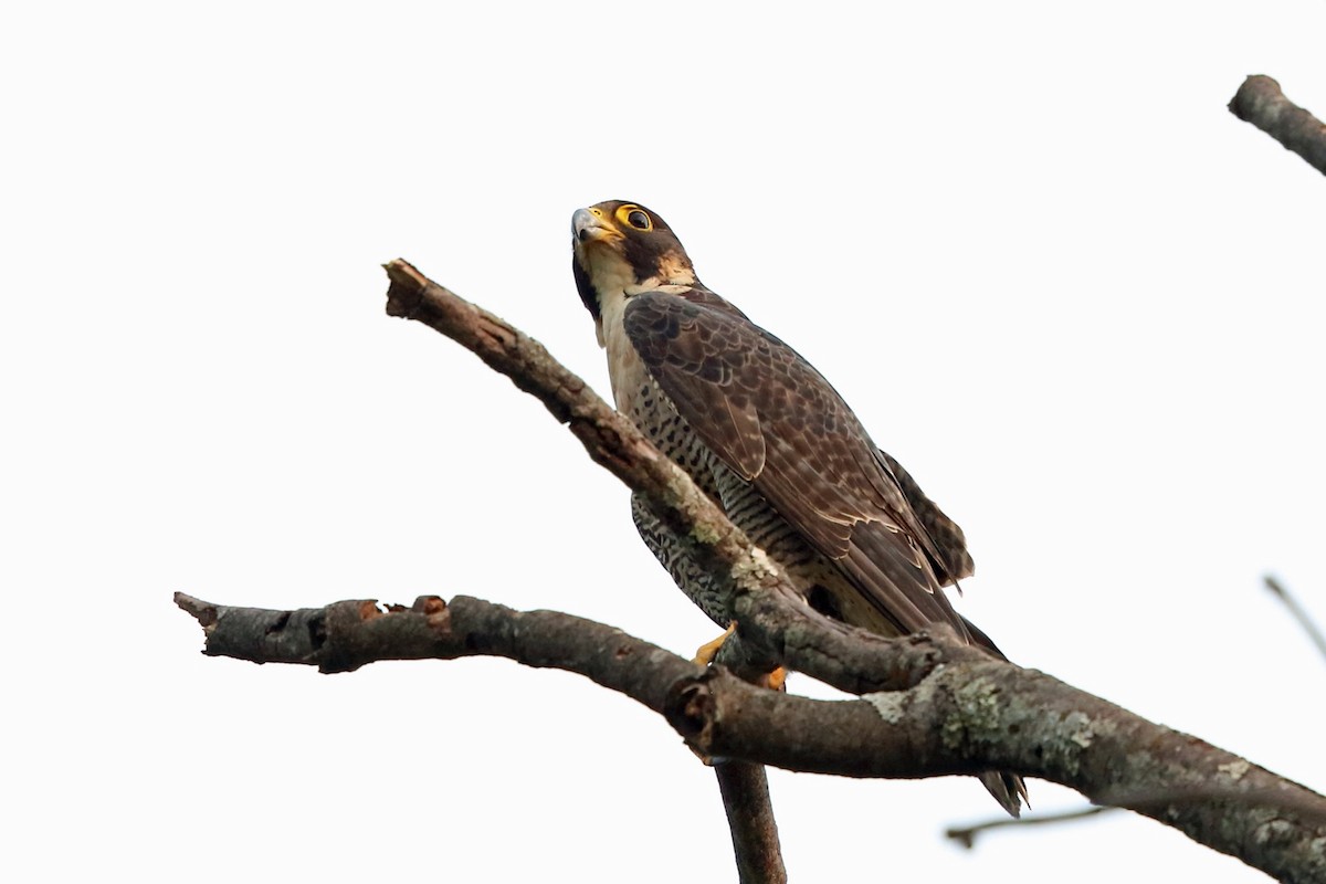 Peregrine Falcon (African) - ML47420301