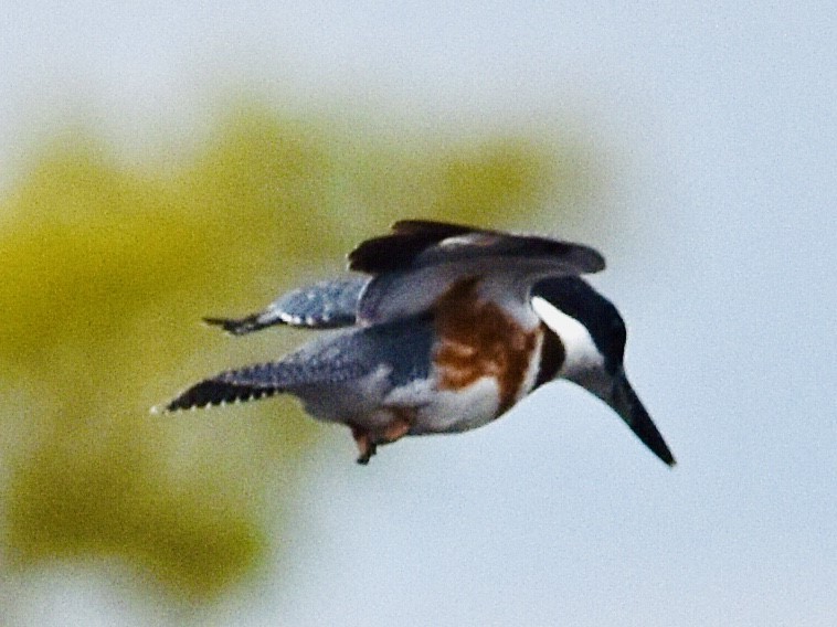 Belted Kingfisher - ML474203041