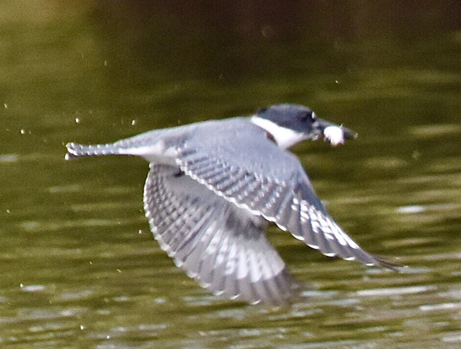 Belted Kingfisher - ML474203081