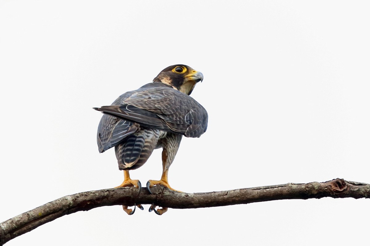 Peregrine Falcon (African) - ML47420311