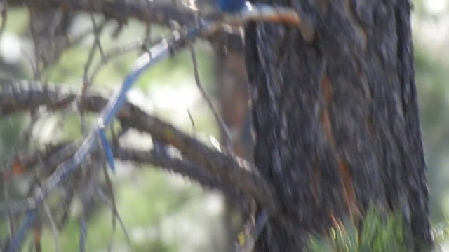 Pinyon Jay - ML474204411