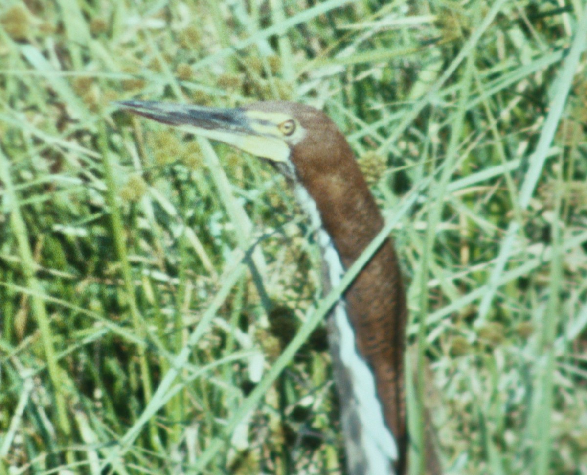 Rufescent Tiger-Heron - Dave Czaplak