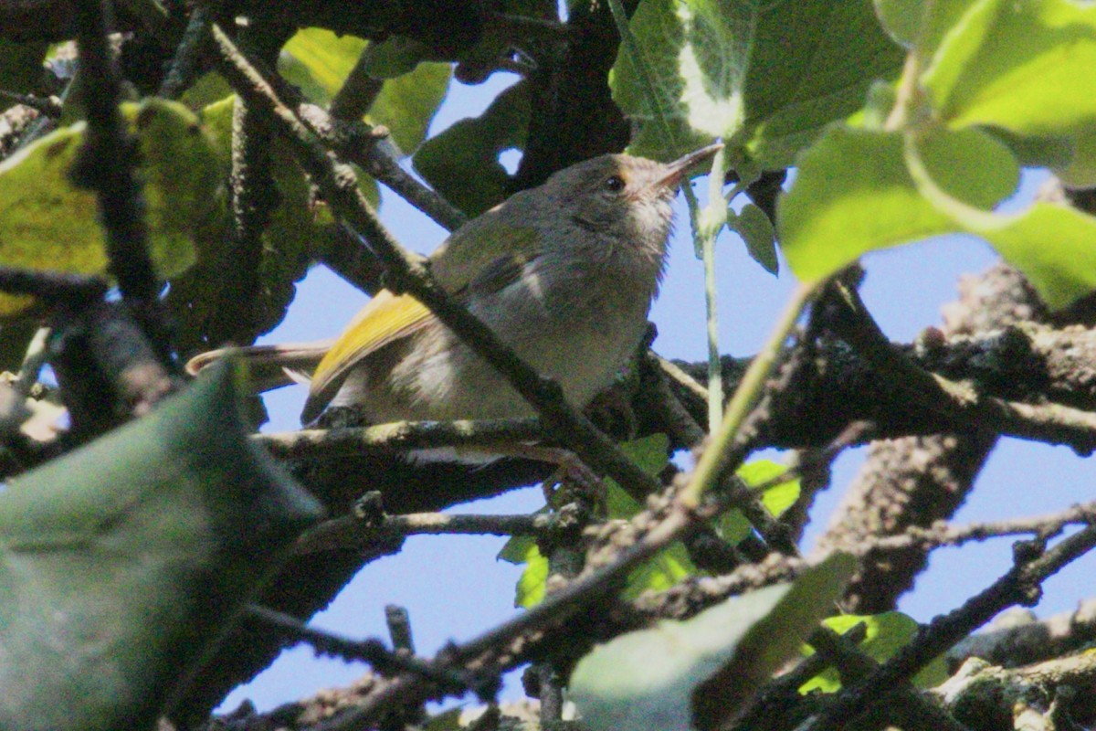 Green-backed Camaroptera - ML474204581