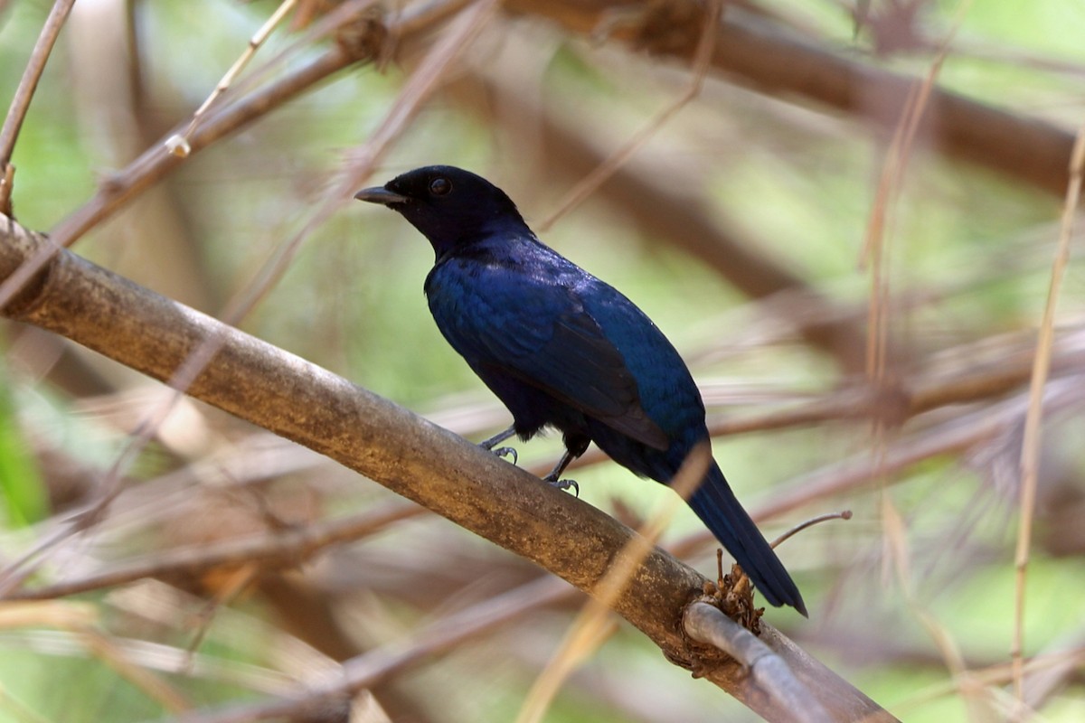 Purple-throated Cuckooshrike - Nigel Voaden