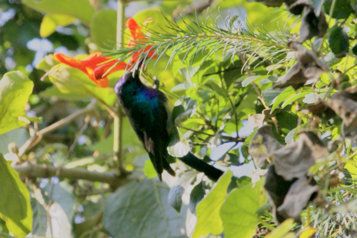 Variable Sunbird - Tanya Guiler