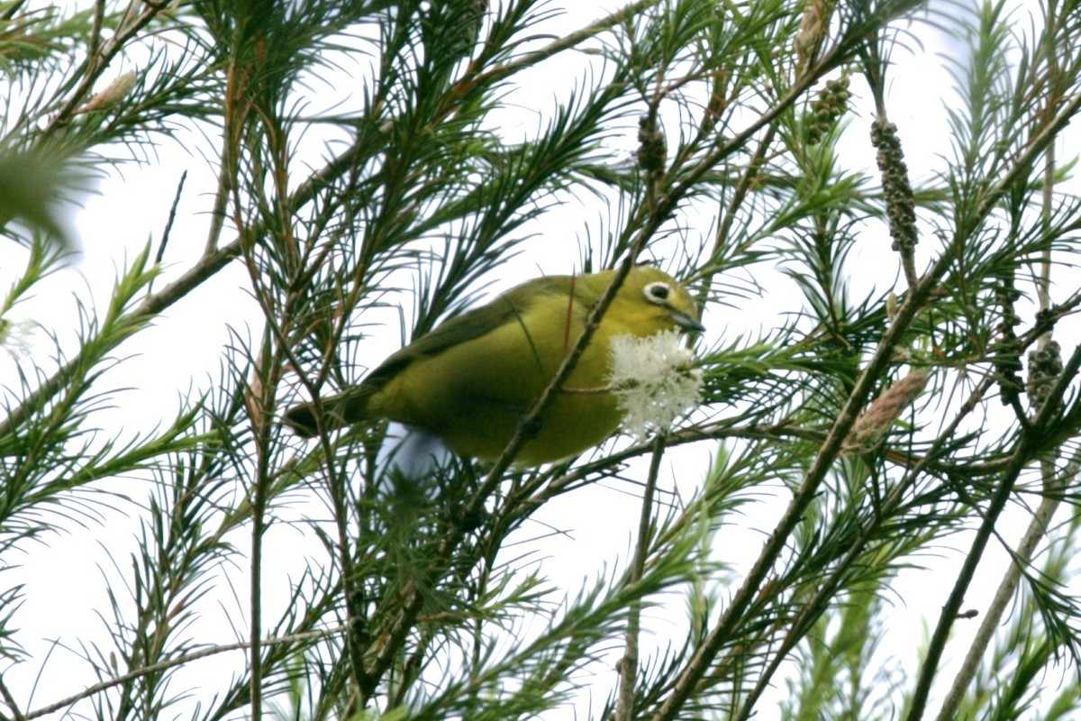 Southern Yellow White-eye - ML474207071