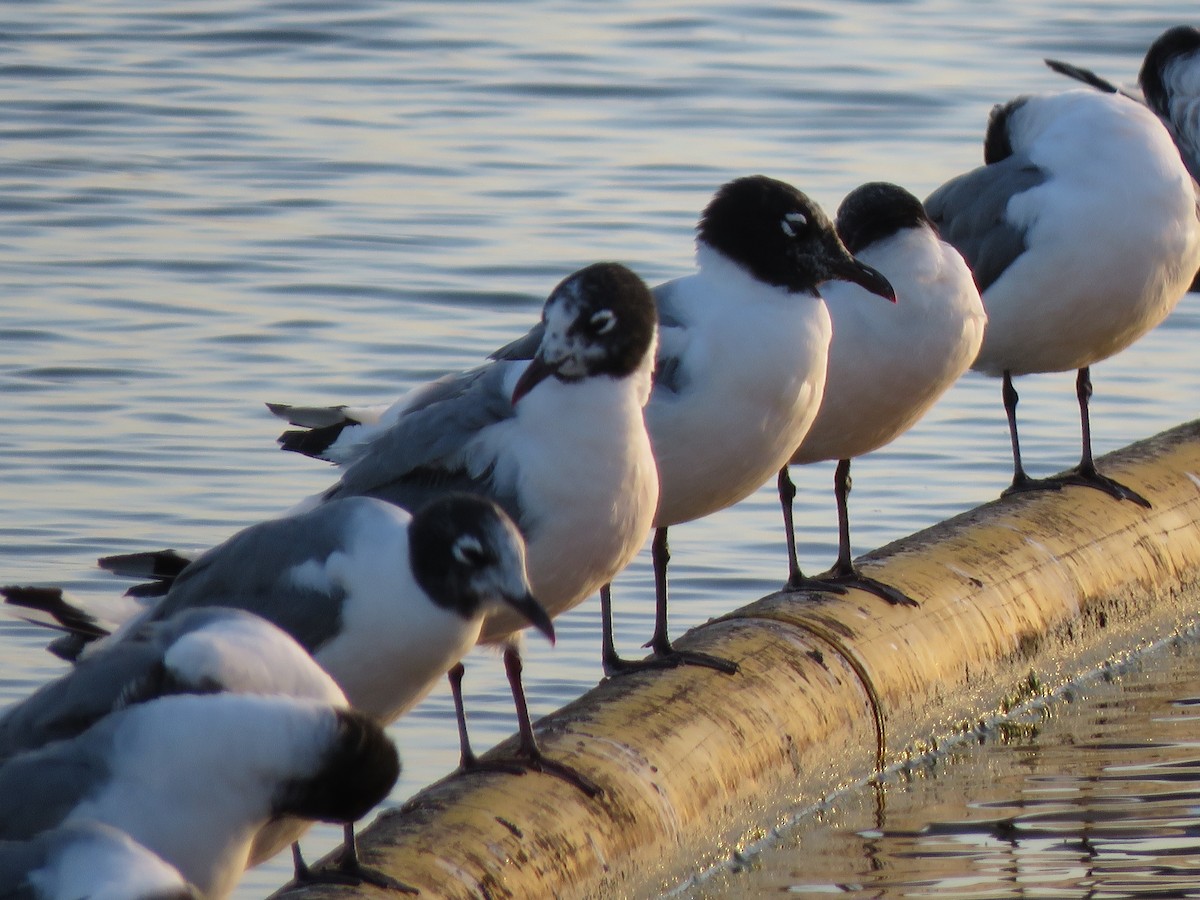 Mouette de Franklin - ML474207231