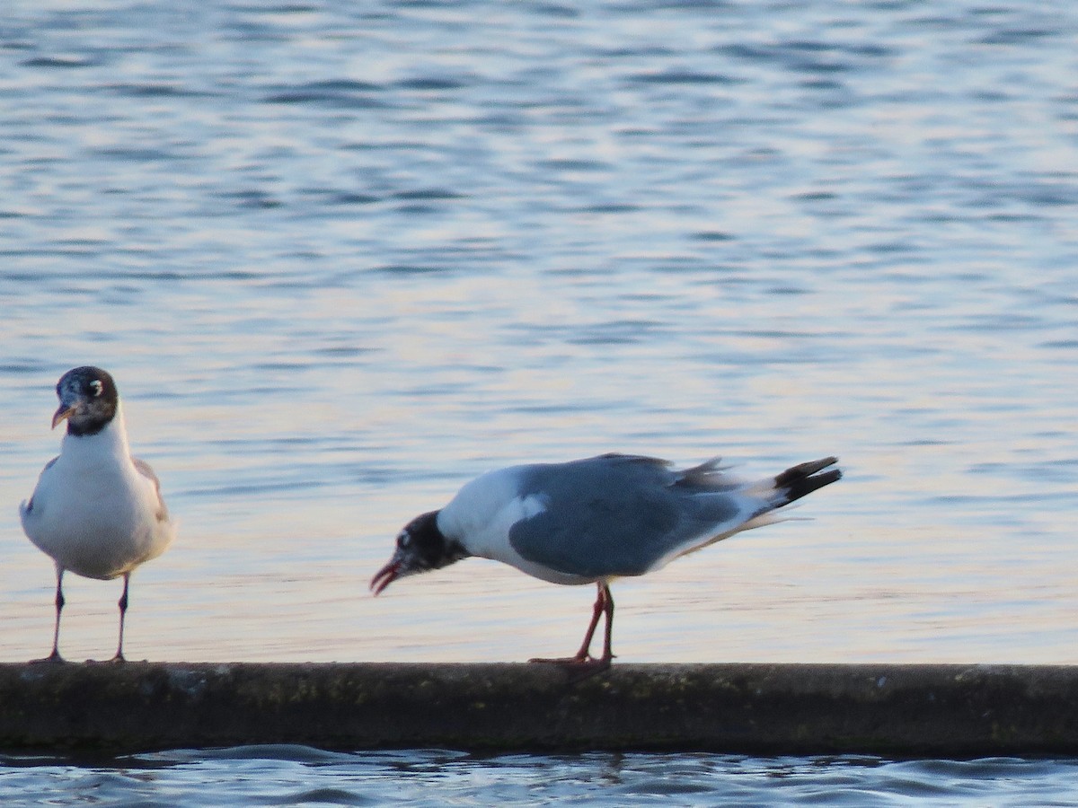 Mouette de Franklin - ML474207351