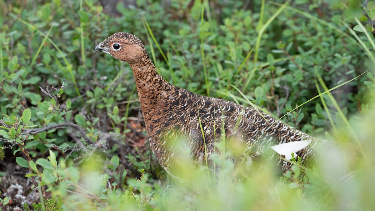 Lagópodo Común (grupo lagopus) - ML474207971