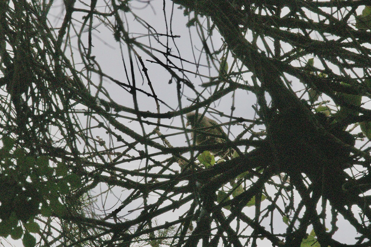 Speckled Mousebird - ML474207981