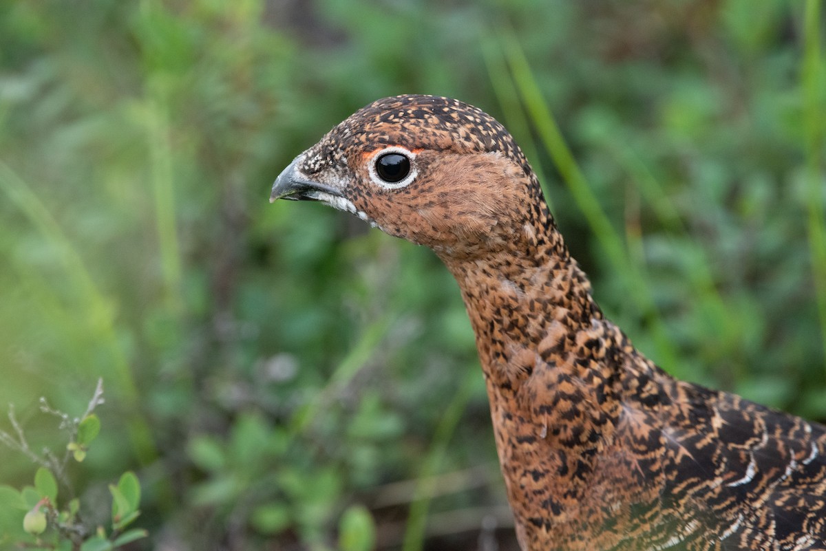 Willow Ptarmigan (Willow) - ML474208071