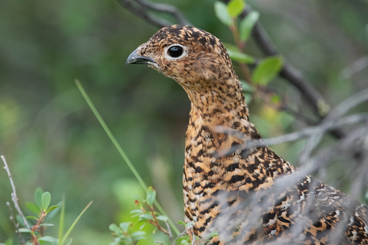 Willow Ptarmigan (Willow) - ML474208311