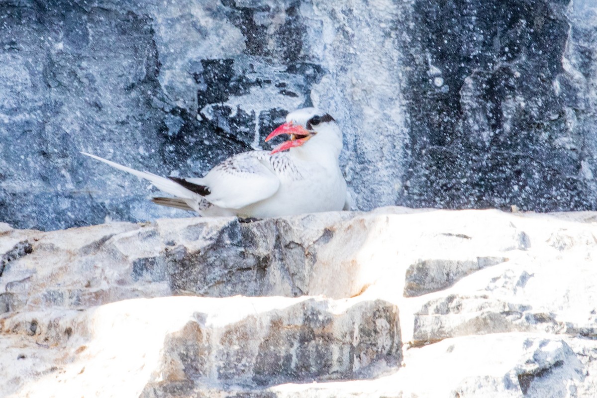 Red-billed Tropicbird - ML474208541