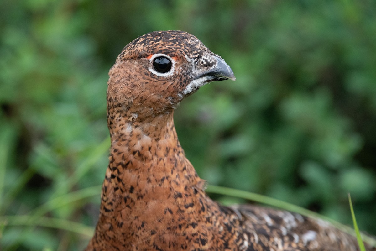 Willow Ptarmigan (Willow) - ML474208841