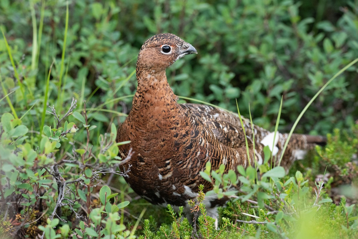 Willow Ptarmigan (Willow) - ML474208991