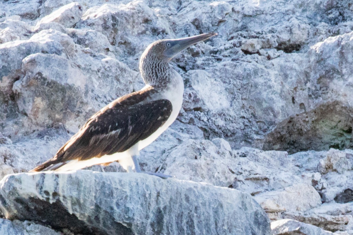 Blue-footed Booby - Sue Wright