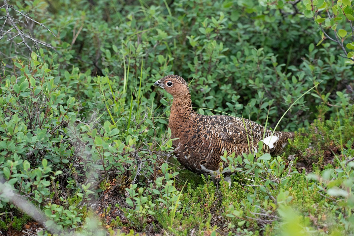 Lagópodo Común (grupo lagopus) - ML474210171