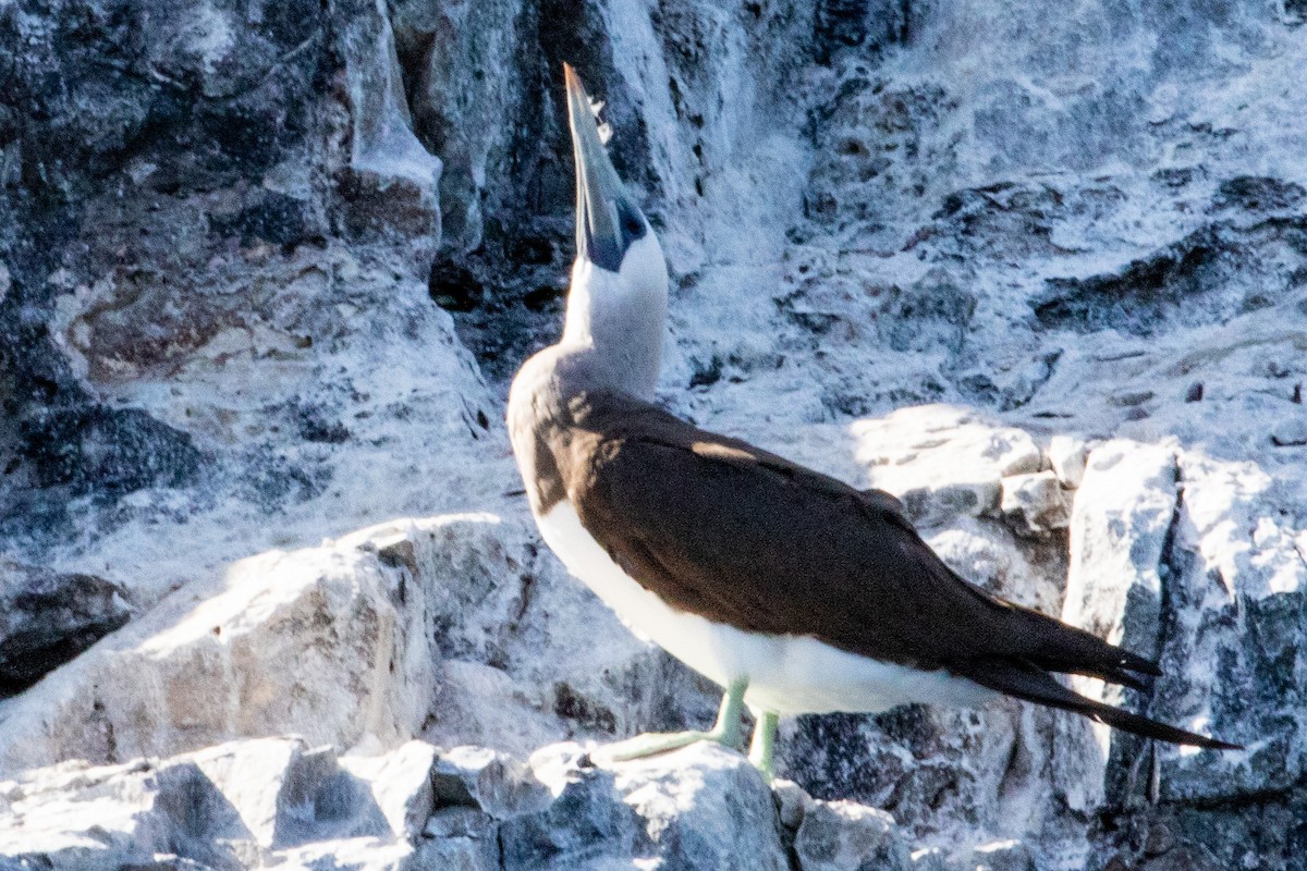 Brown Booby - ML474210211