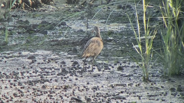 Clapper Rail - ML474211341